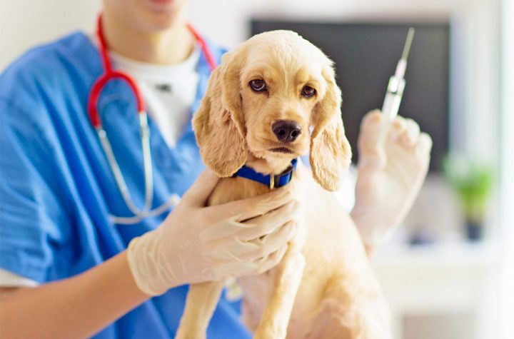 Pet Vaccination