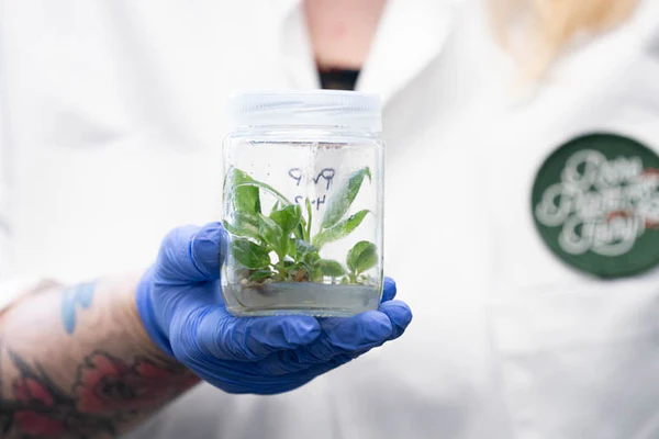 Tissue Culture Plants