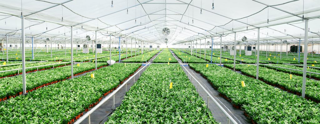 Tissue Culture Plants