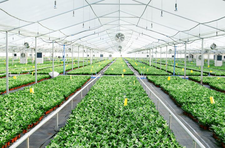 Tissue Culture Plants